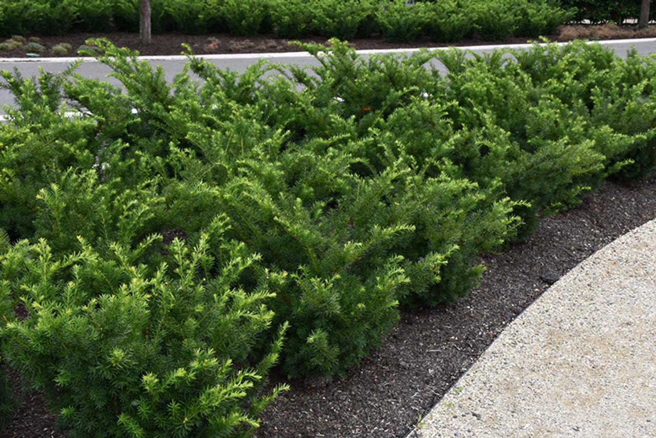 Taxus Media 'densiformis' - View 1 from www redcrocus com