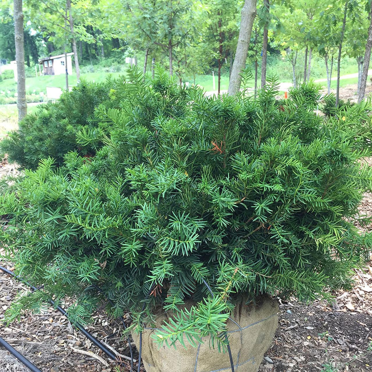 Taxus Media 'densiformis' - View 4 from www redcrocus com