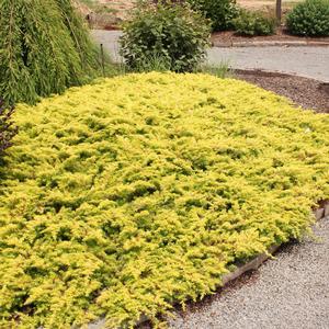 Juniperus Conferta Golden Pacific - View 12 from www redcrocus com