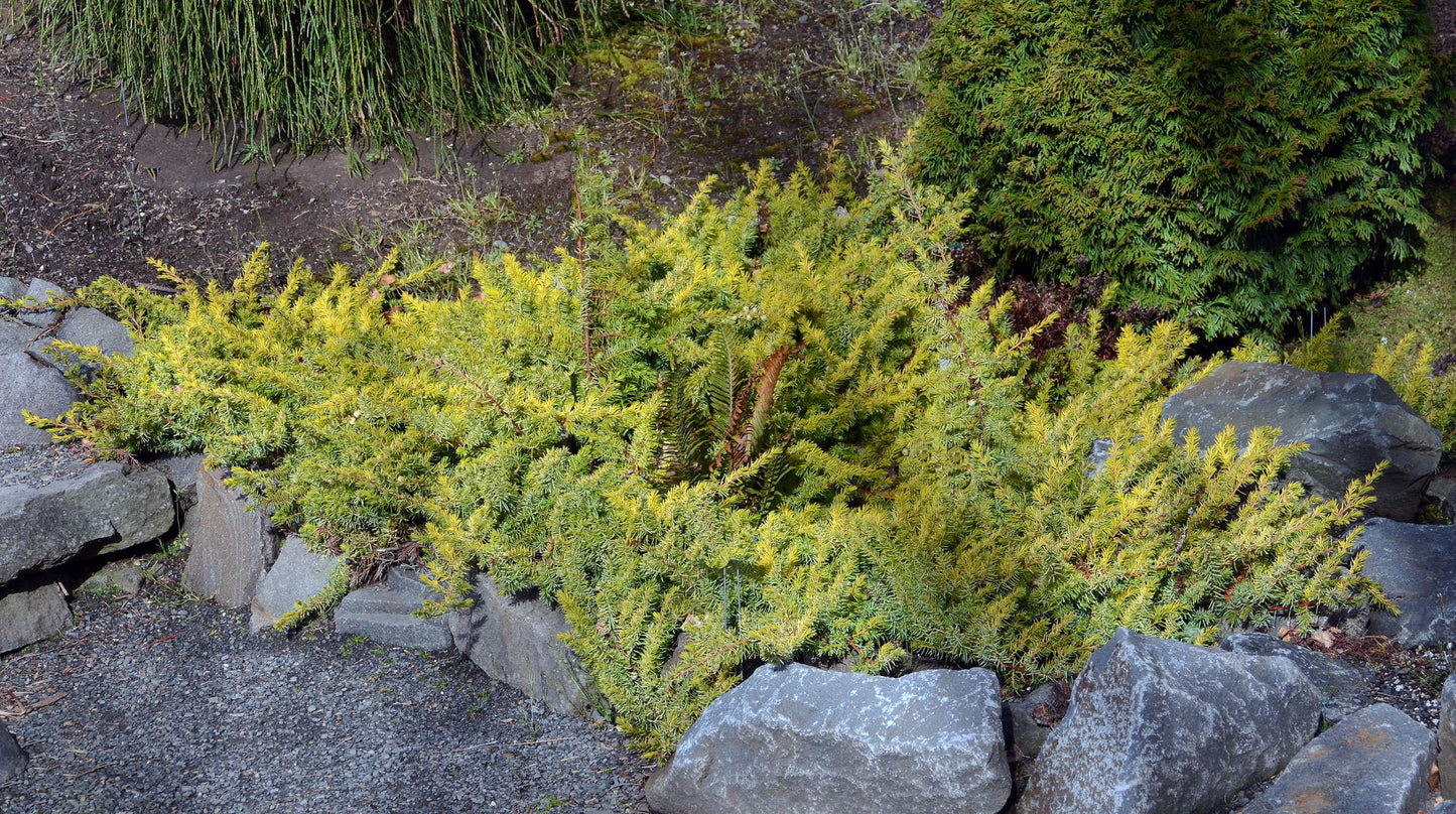 Juniperus Conferta Golden Pacific - View 13 from www redcrocus com