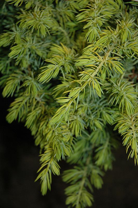 Juniperus Conferta Golden Pacific - View 17 from www redcrocus com