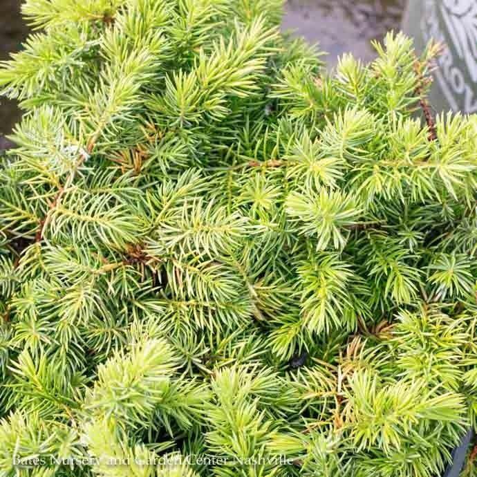 Juniperus Conferta Golden Pacific - View 18 from www redcrocus com