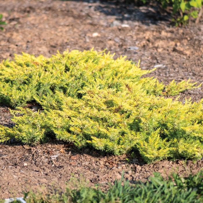 Juniperus Conferta Golden Pacific - View 1 from www redcrocus com