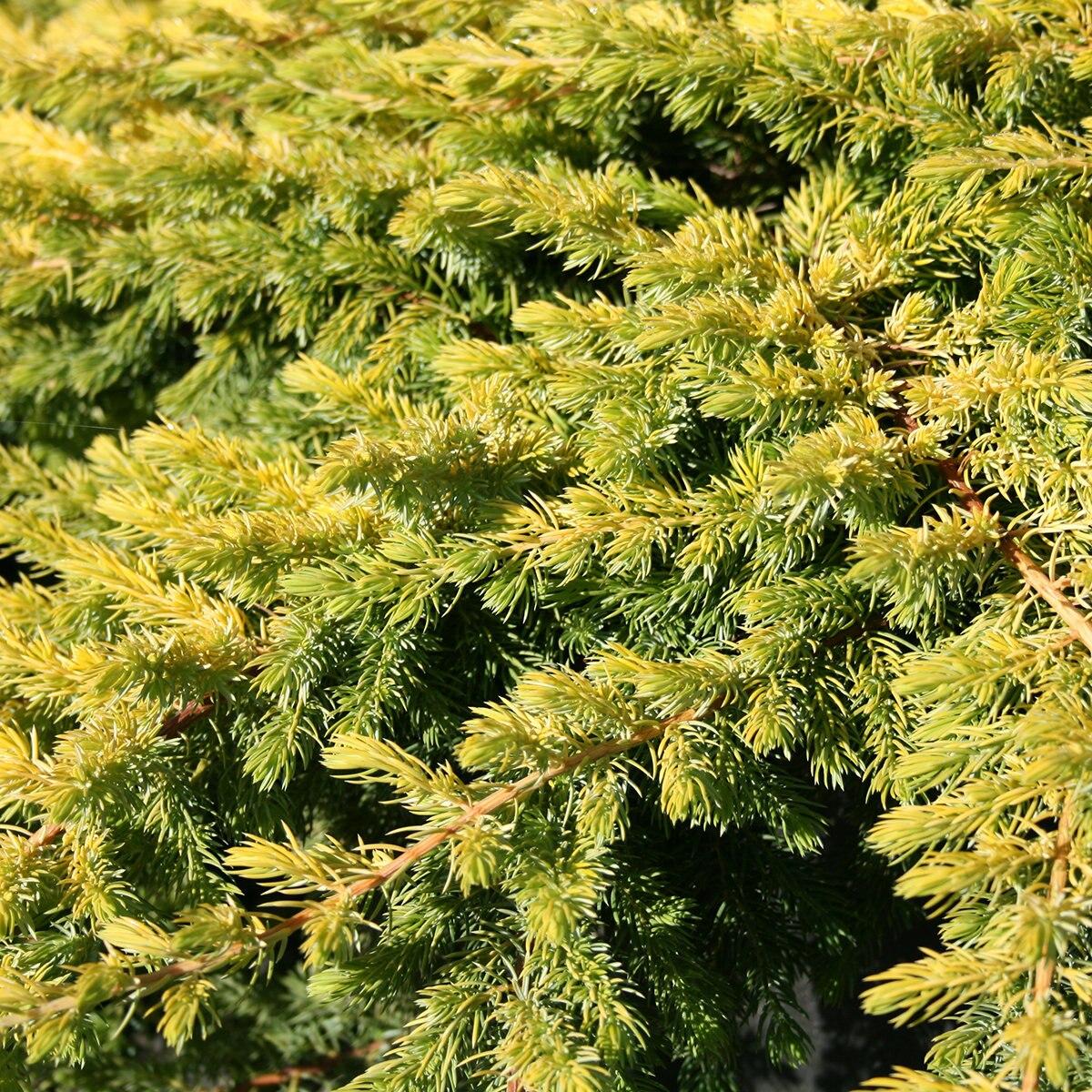 Juniperus Conferta Golden Pacific - View 3 from www redcrocus com