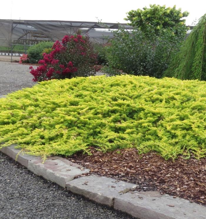 Juniperus Conferta Golden Pacific - View 4 from www redcrocus com