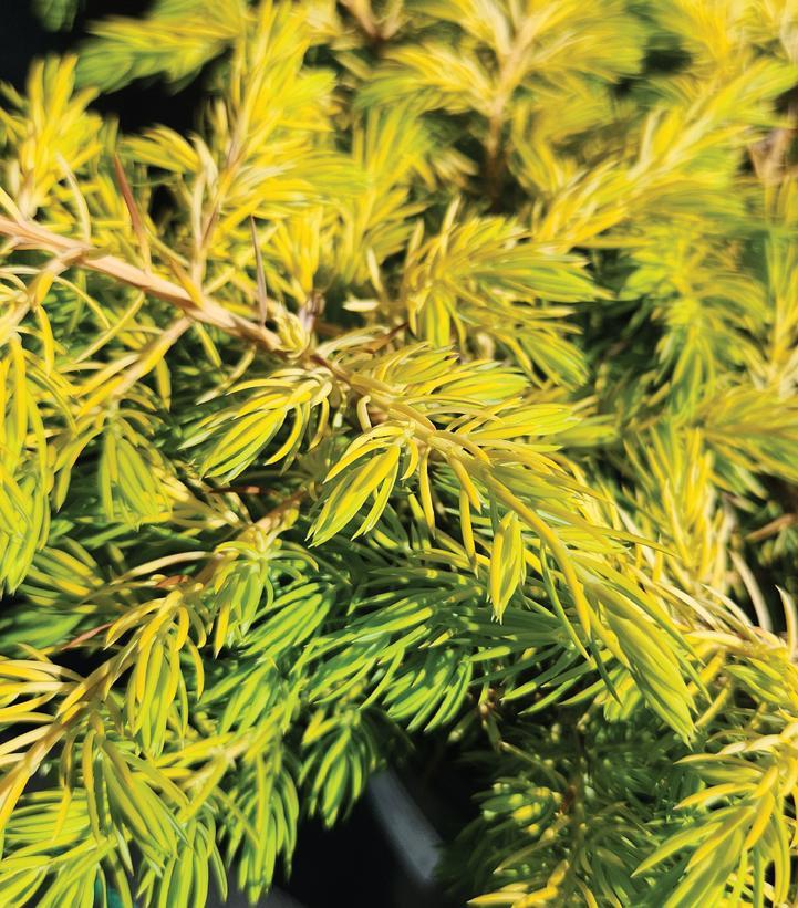 Juniperus Conferta Golden Pacific - View 7 from www redcrocus com