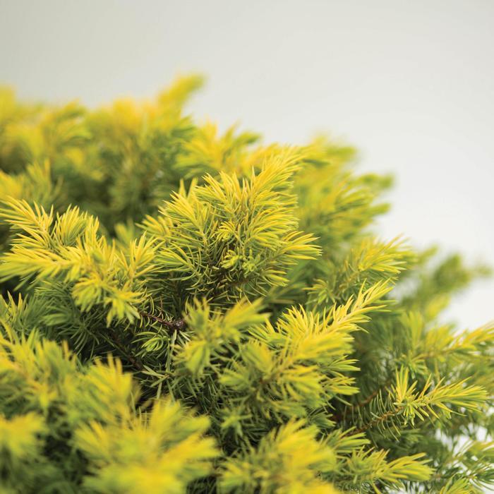 Juniperus Conferta Golden Pacific - View 8 from www redcrocus com
