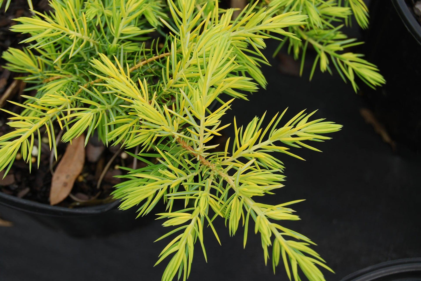 Juniperus Conferta Golden Pacific - View 9 from www redcrocus com