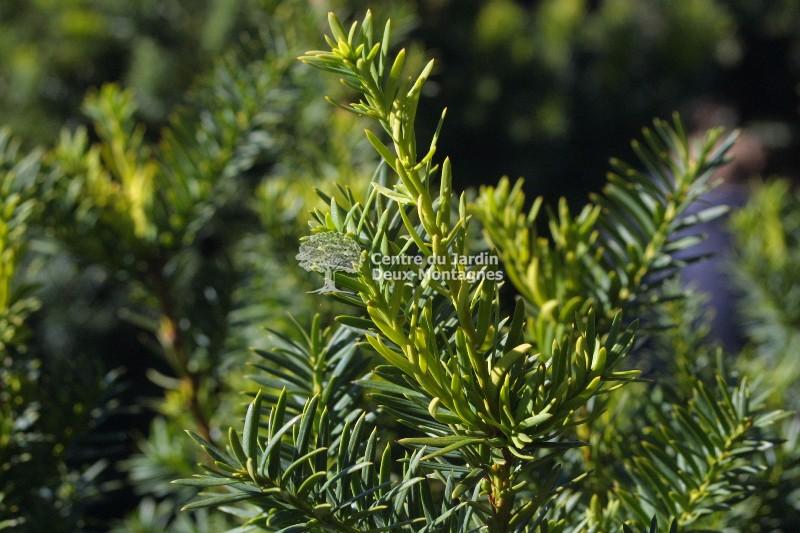 Taxus Media Everlow - View 11 from www redcrocus com