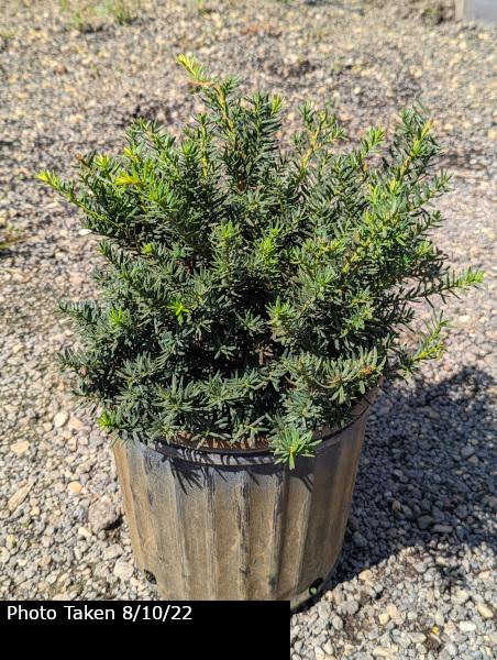 Taxus Media Everlow - View 16 from www redcrocus com