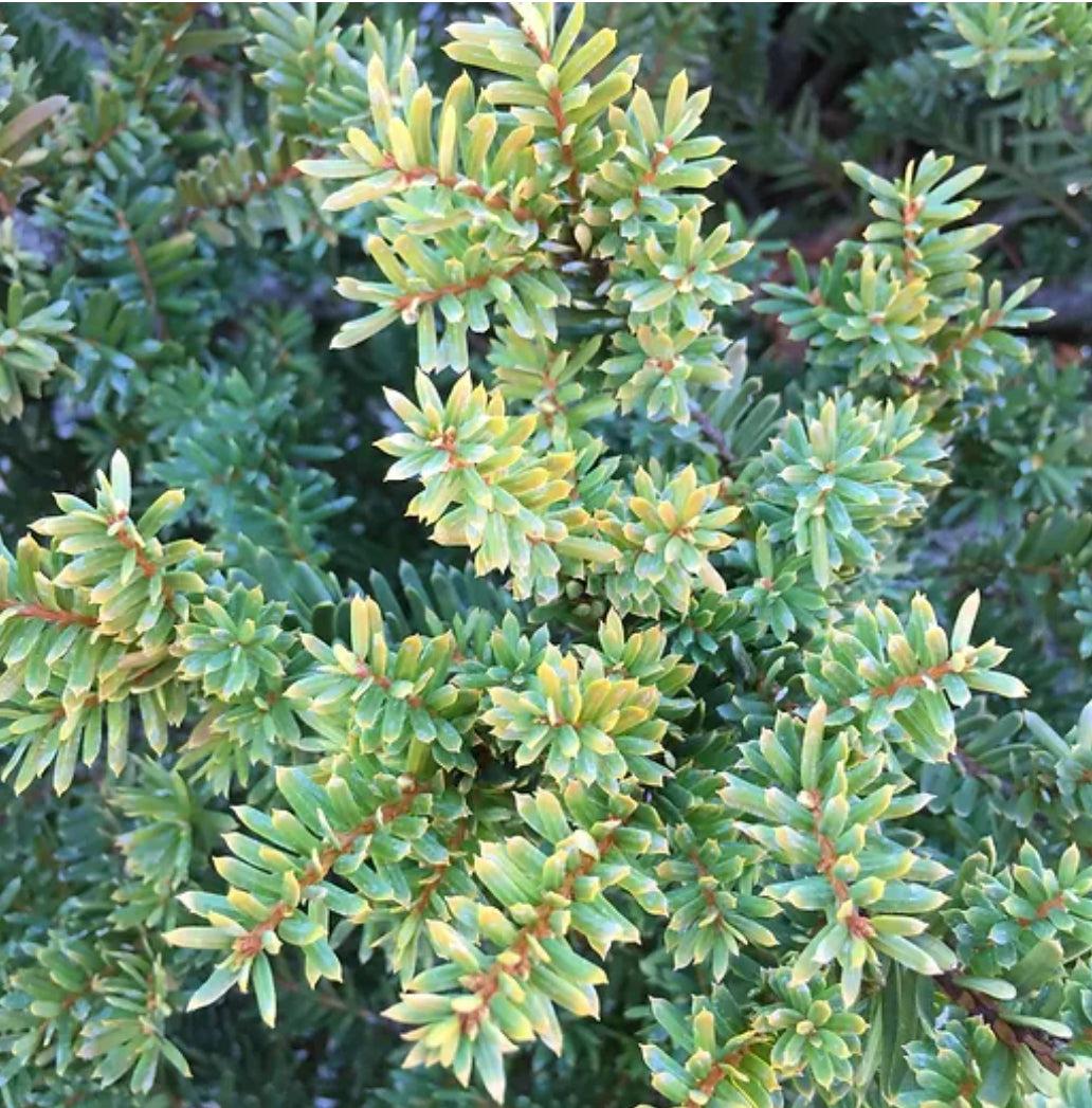 Taxus Media Everlow - View 9 from www redcrocus com