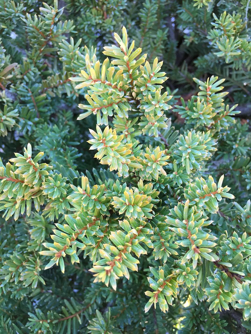 Taxus Media Everlow - View 10 from www redcrocus com