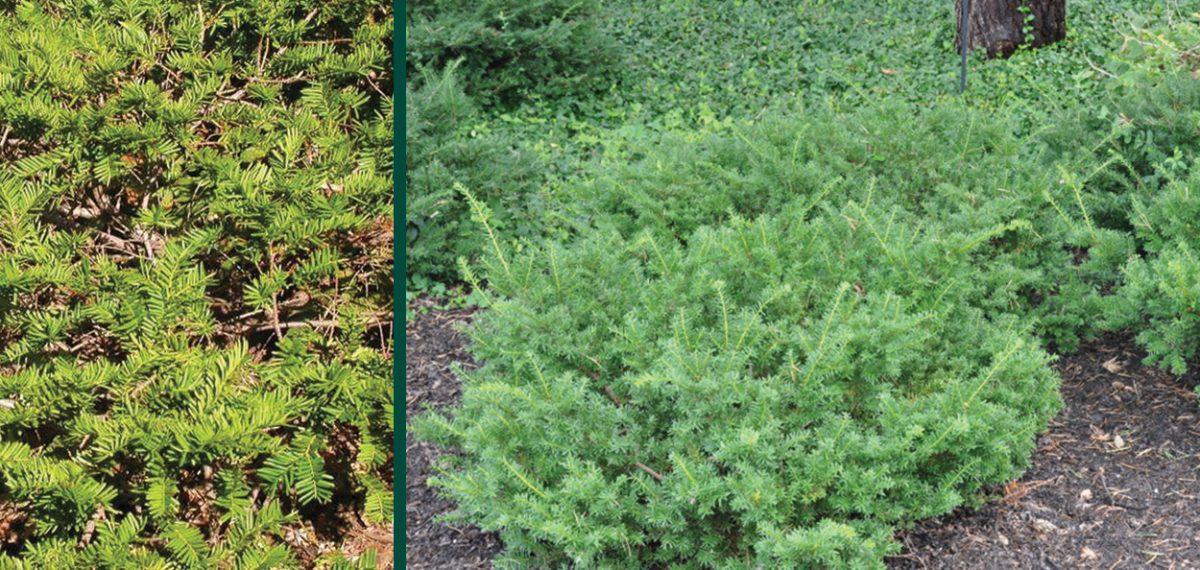 Taxus Media Everlow - View 18 from www redcrocus com
