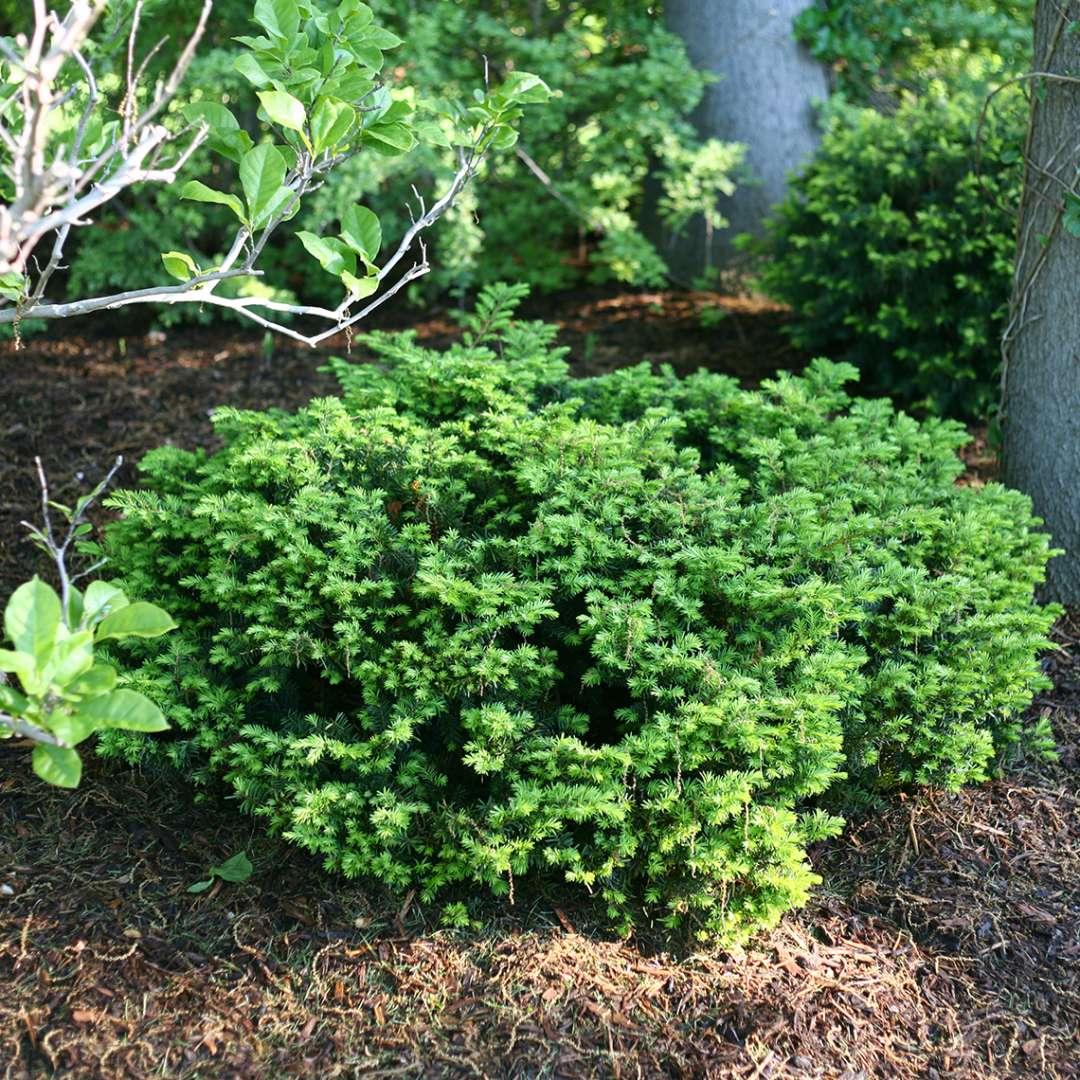 Taxus Media Everlow - View 19 from www redcrocus com