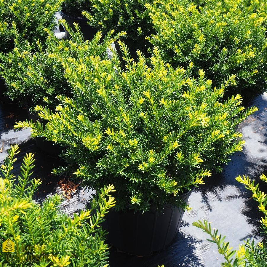 Taxus Media Everlow - View 1 from www redcrocus com