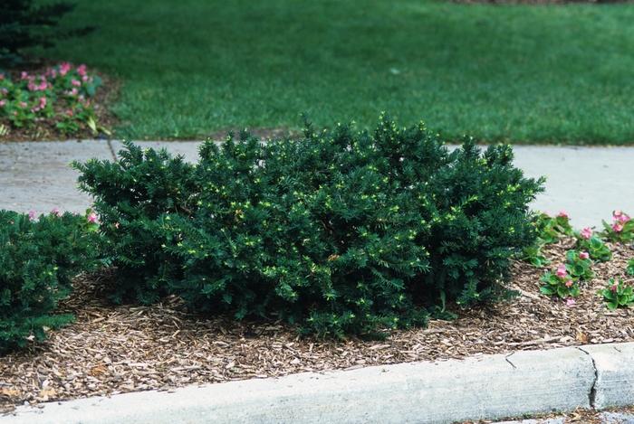 Taxus Media Everlow - View 8 from www redcrocus com