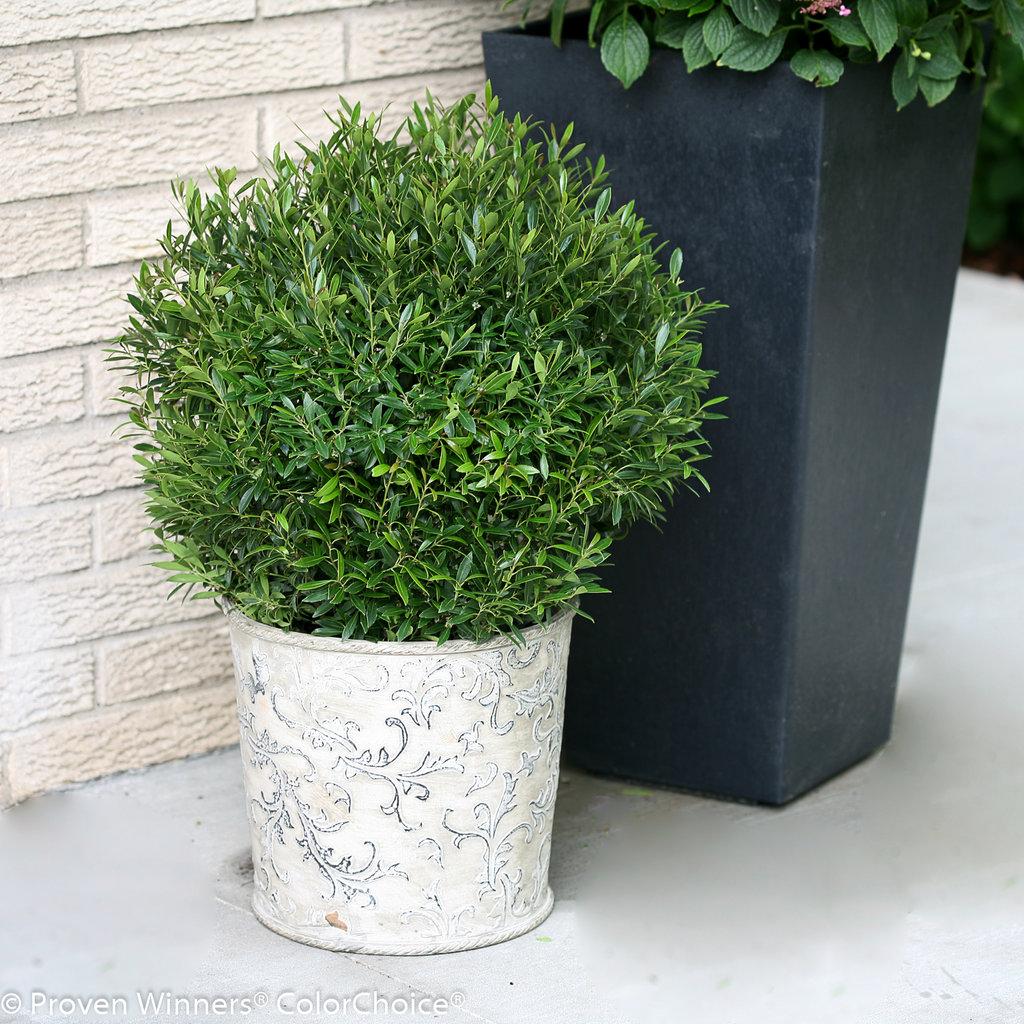 Ilex Glabra Gem Box - View 2 from www redcrocus com
