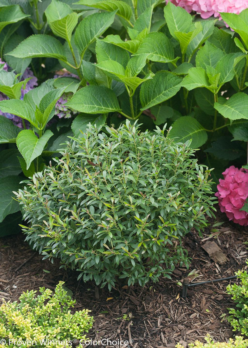 Ilex Glabra Gem Box - View 3 from www redcrocus com