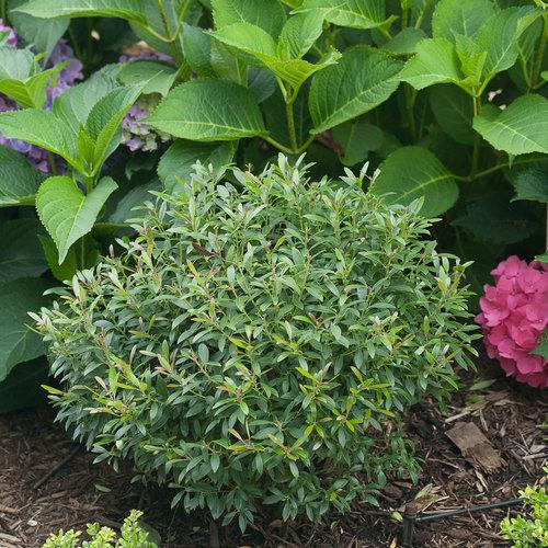 Ilex Glabra Gem Box - View 5 from www redcrocus com