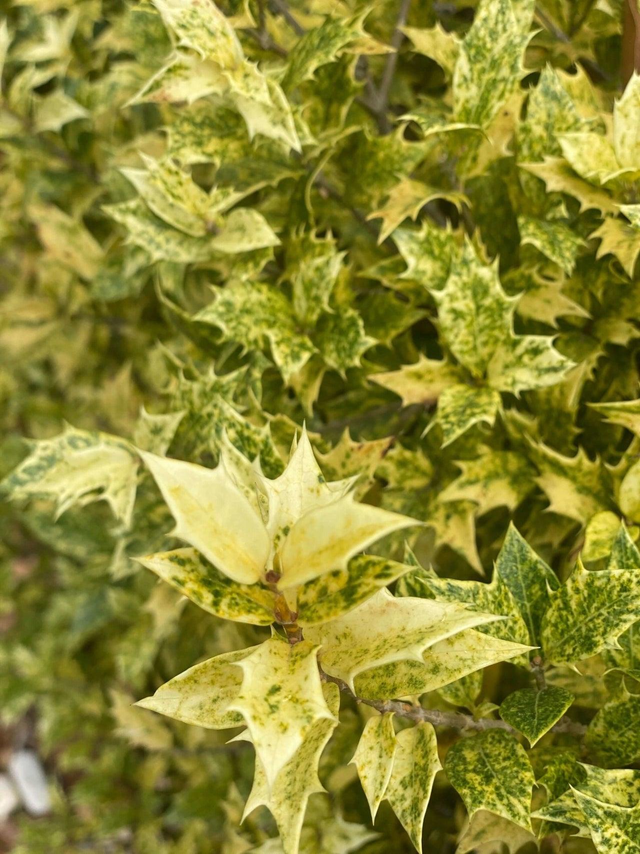 Osmanthus Heterophyllus Goshiki - View 11 from www redcrocus com