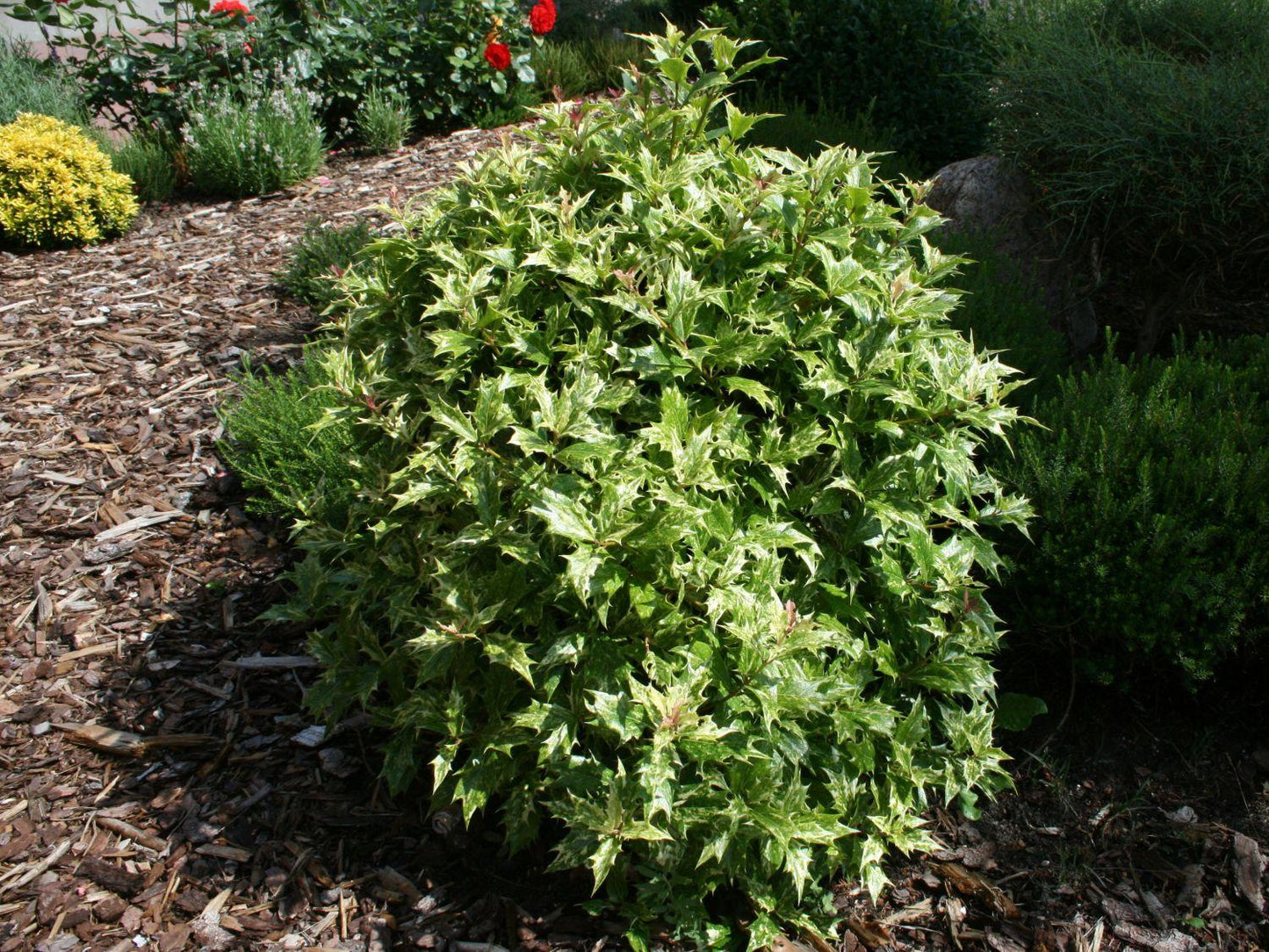 Osmanthus Heterophyllus Goshiki - View 14 from www redcrocus com