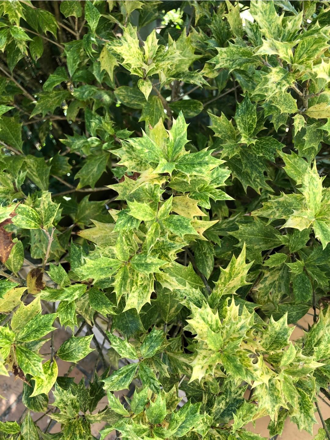 Osmanthus Heterophyllus Goshiki - View 6 from www redcrocus com