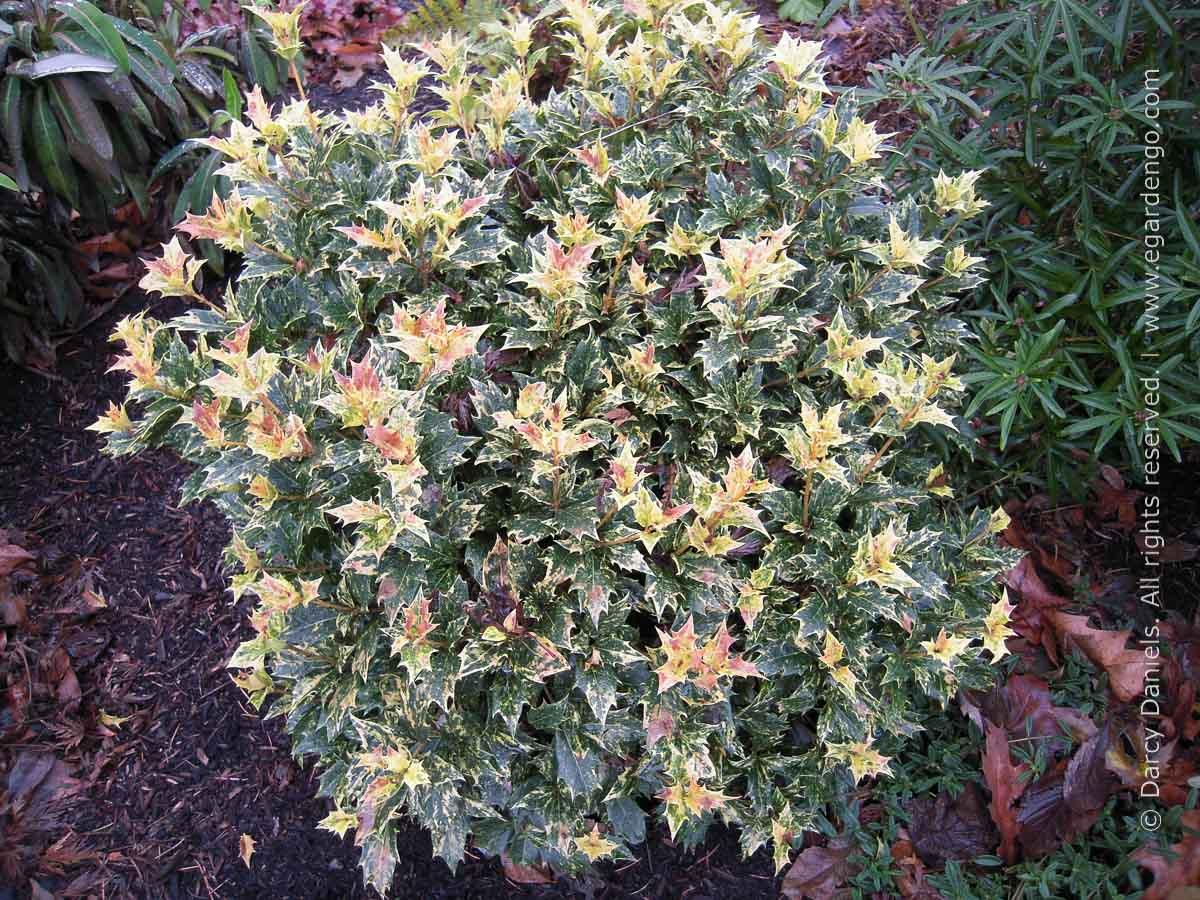 Osmanthus Heterophyllus Goshiki - View 9 from www redcrocus com