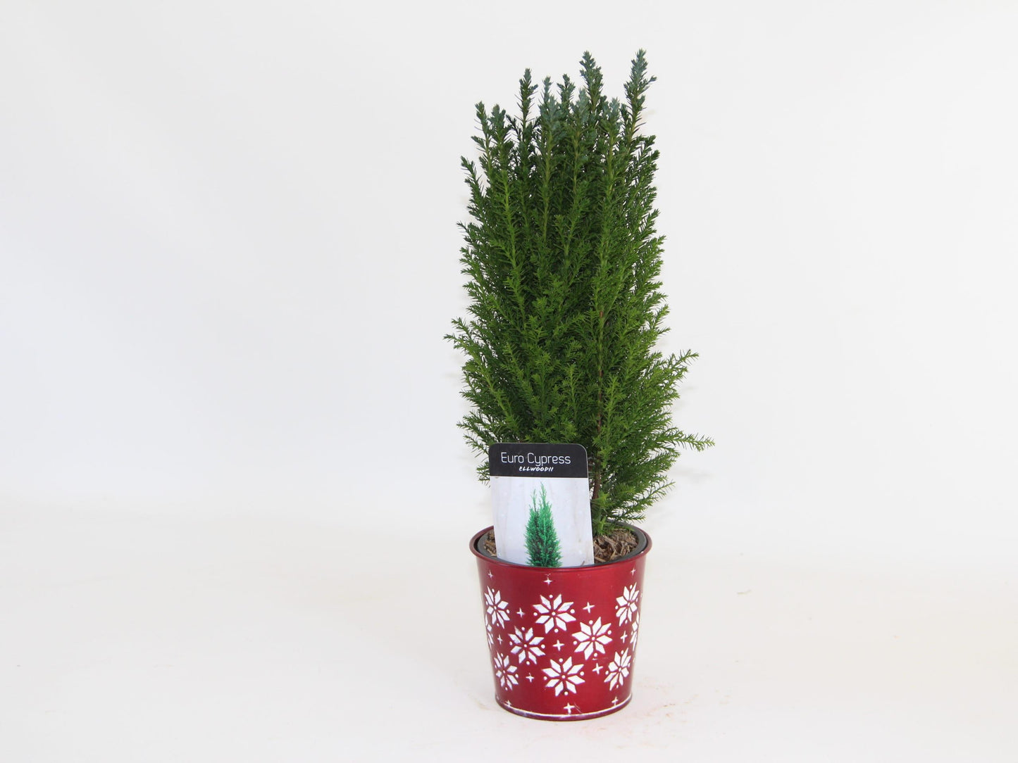 Chamaecyparis Lawsoniana 'ellwoodii' - View 11 from www redcrocus com