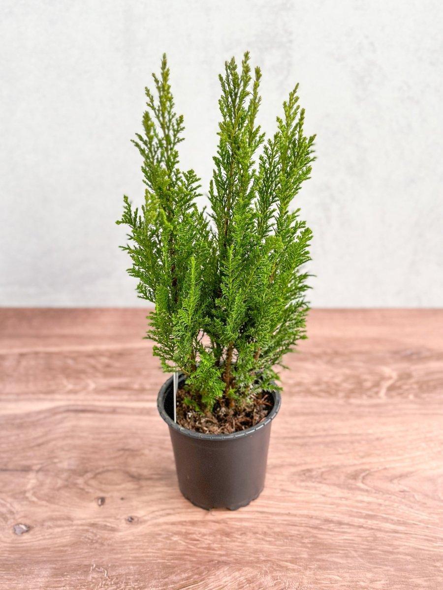 Chamaecyparis Lawsoniana 'ellwoodii' - View 14 from www redcrocus com