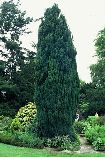 Chamaecyparis Lawsoniana 'ellwoodii' - View 16 from www redcrocus com