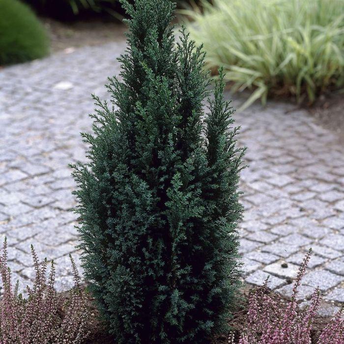 Chamaecyparis Lawsoniana 'ellwoodii' - View 20 from www redcrocus com