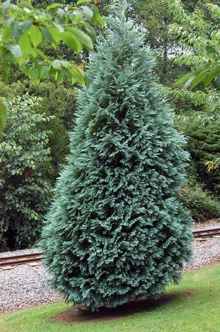 Chamaecyparis Lawsoniana 'ellwoodii' - View 21 from www redcrocus com