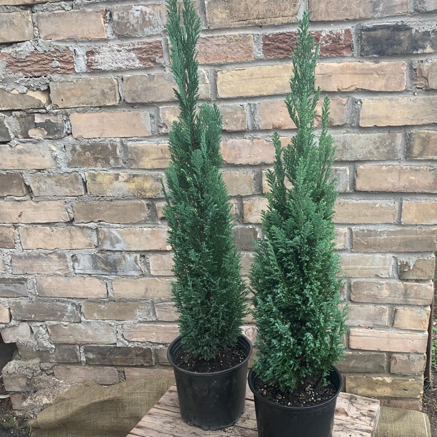Chamaecyparis Lawsoniana 'ellwoodii' - View 22 from www redcrocus com