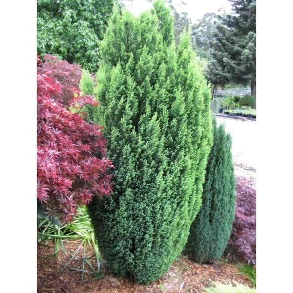 Chamaecyparis Lawsoniana 'ellwoodii' - View 28 from www redcrocus com