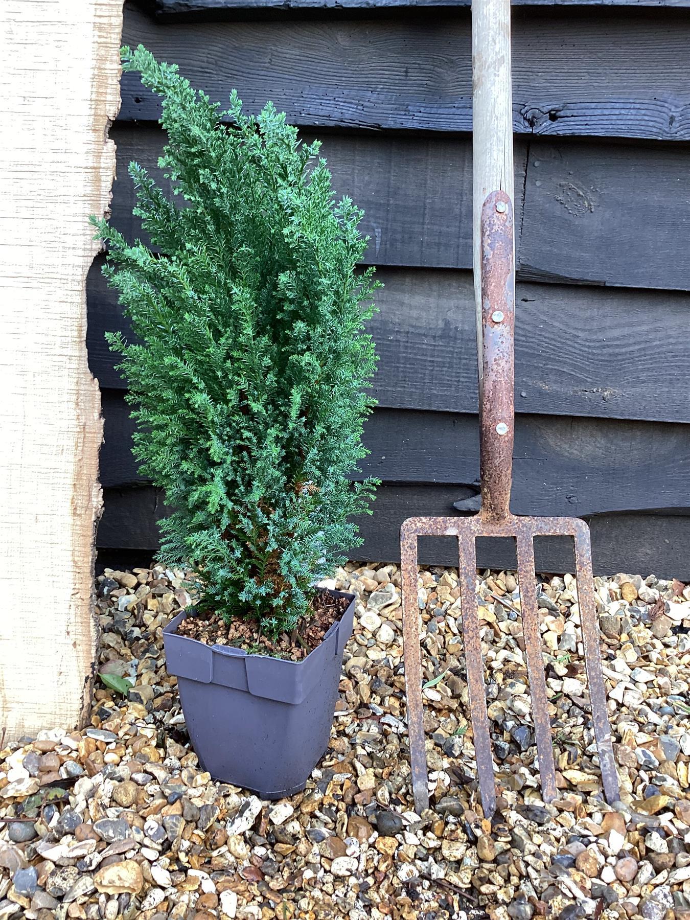 Chamaecyparis Lawsoniana 'ellwoodii' - View 29 from www redcrocus com