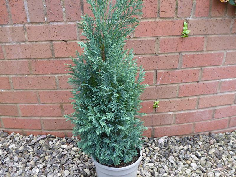 Chamaecyparis Lawsoniana 'ellwoodii' - View 2 from www redcrocus com