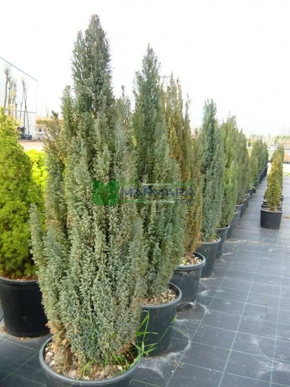Chamaecyparis Lawsoniana 'ellwoodii' - View 30 from www redcrocus com