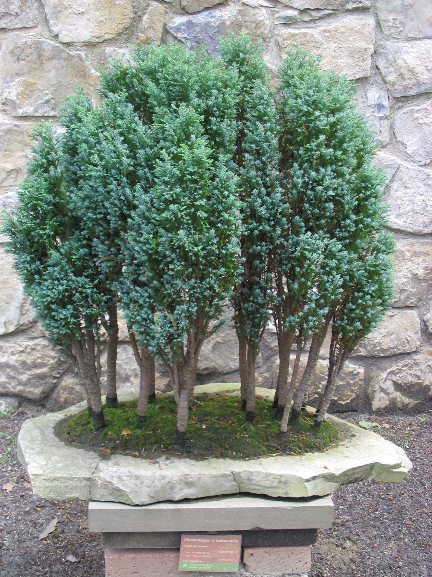 Chamaecyparis Lawsoniana 'ellwoodii' - View 32 from www redcrocus com