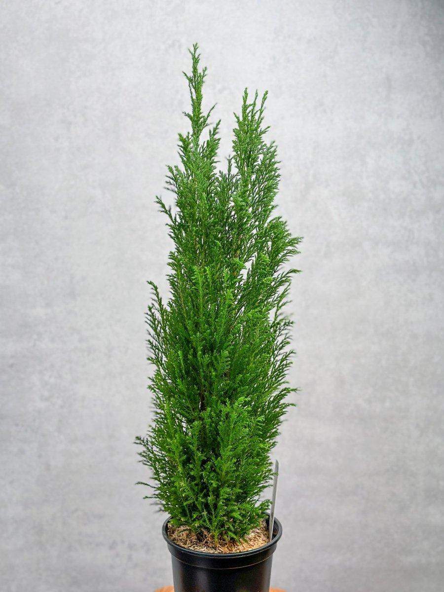 Chamaecyparis Lawsoniana 'ellwoodii' - View 33 from www redcrocus com