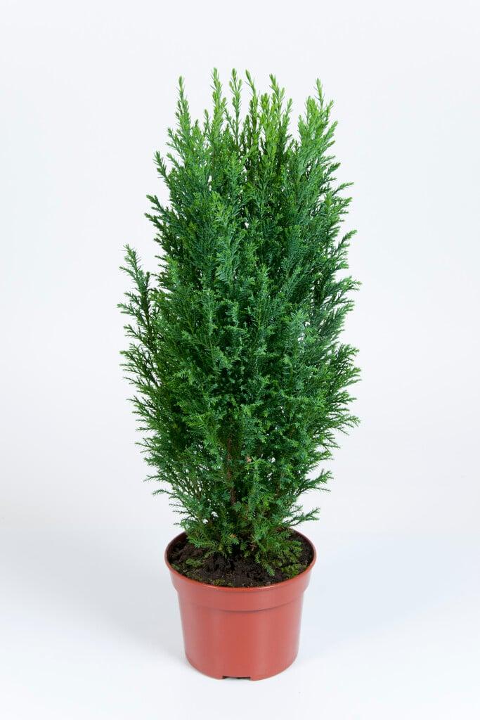 Chamaecyparis Lawsoniana 'ellwoodii' - View 4 from www redcrocus com