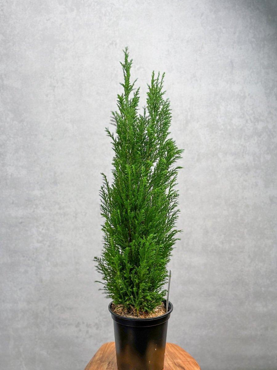 Chamaecyparis Lawsoniana 'ellwoodii' - View 5 from www redcrocus com
