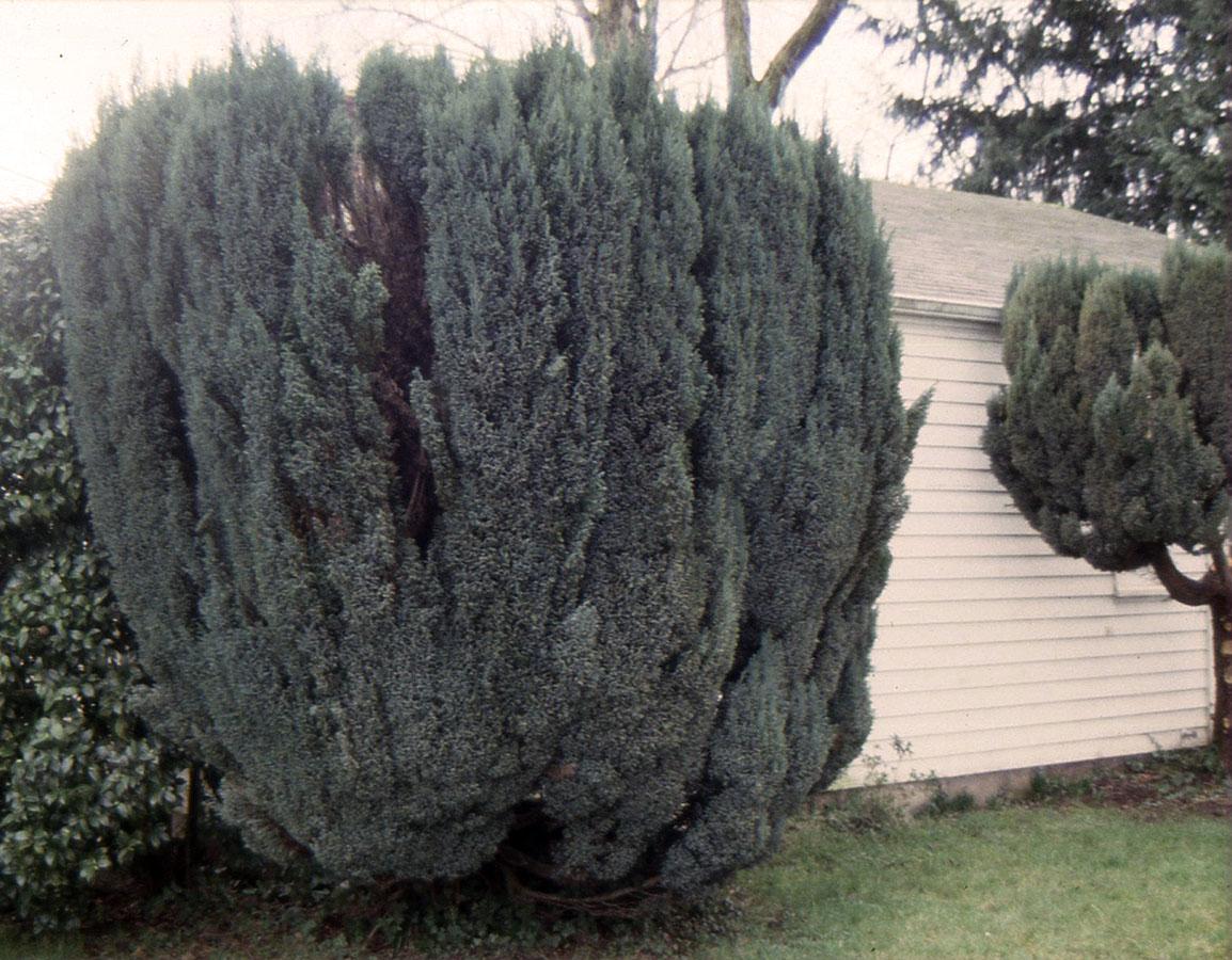 Chamaecyparis Lawsoniana 'ellwoodii' - View 6 from www redcrocus com