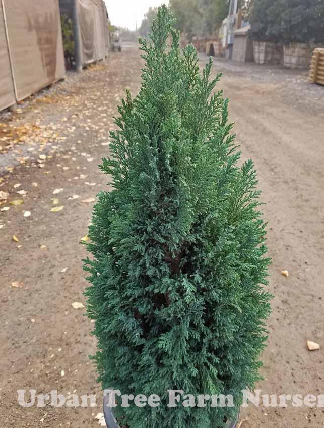 Chamaecyparis Lawsoniana 'ellwoodii' - View 7 from www redcrocus com
