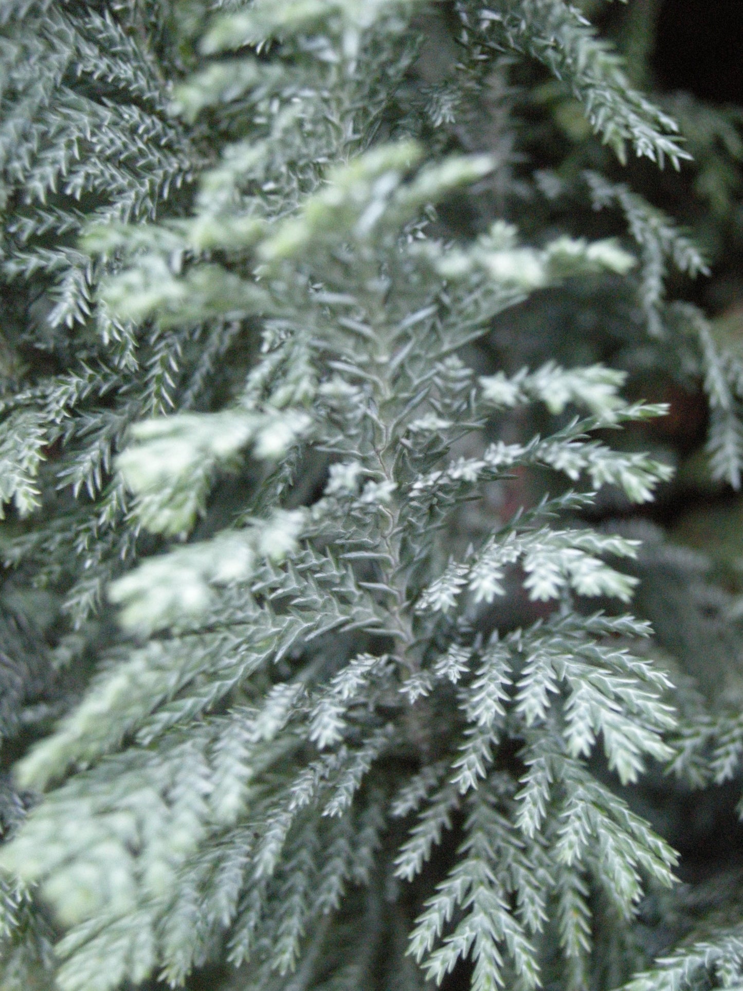 Chamaecyparis Lawsoniana 'ellwoodii' - View 9 from www redcrocus com