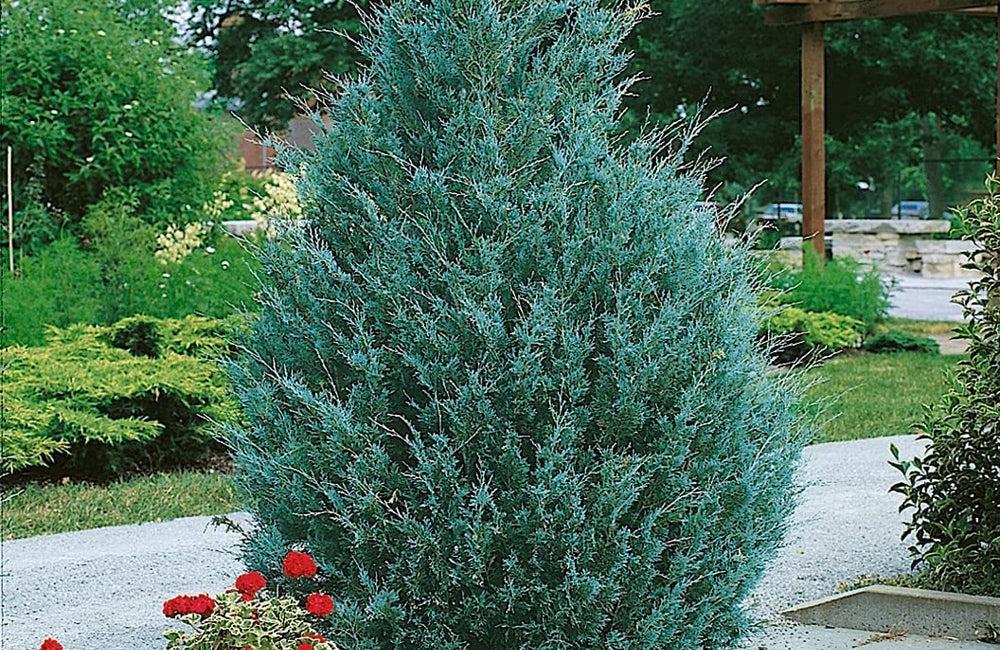 Juniperus Scopulorum 'wichita Blue' - View 10 from www redcrocus com