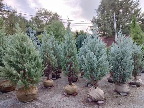 Juniperus Scopulorum 'wichita Blue' - View 11 from www redcrocus com