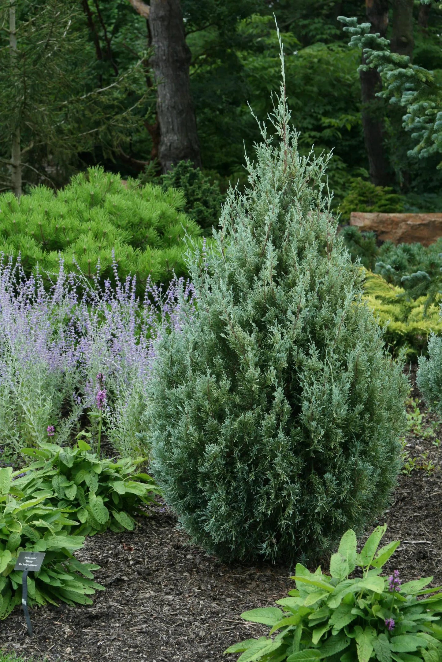 Juniperus Scopulorum 'wichita Blue' - View 12 from www redcrocus com
