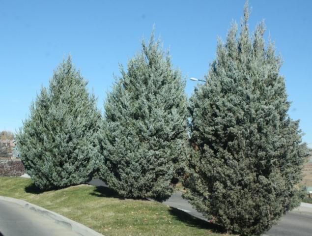Juniperus Scopulorum 'wichita Blue' - View 13 from www redcrocus com