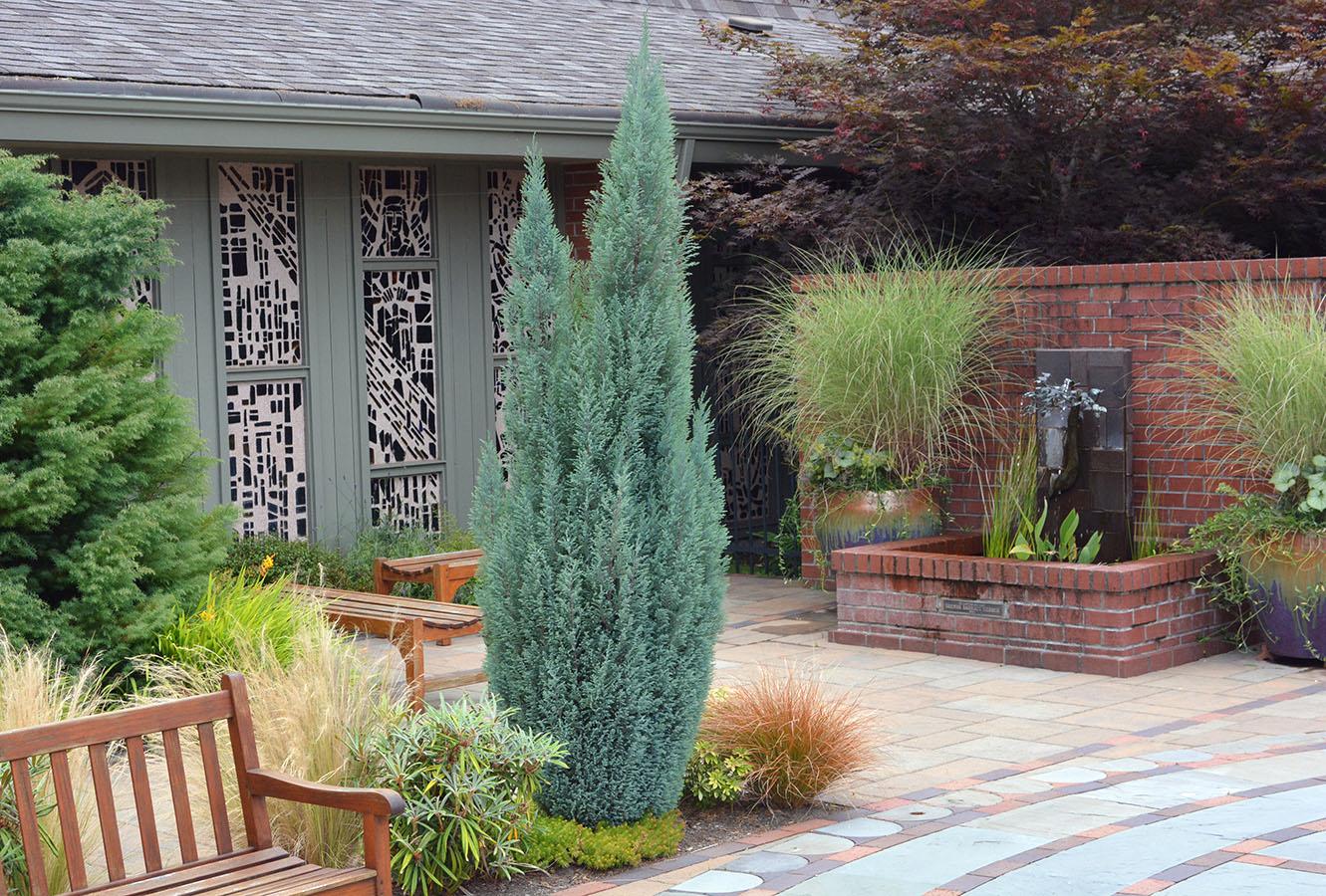 Juniperus Scopulorum 'wichita Blue' - View 15 from www redcrocus com