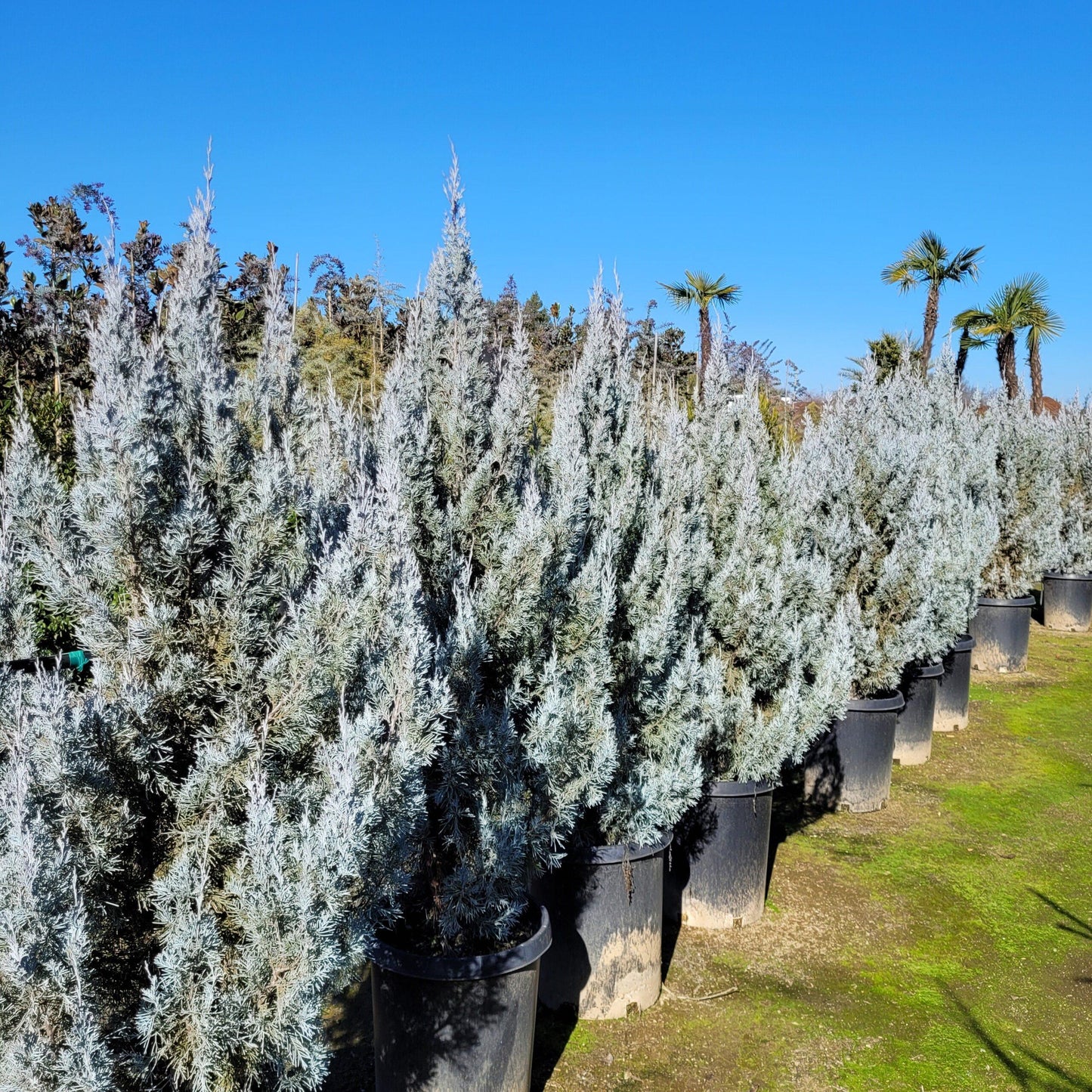 Juniperus Scopulorum 'wichita Blue' - View 17 from www redcrocus com
